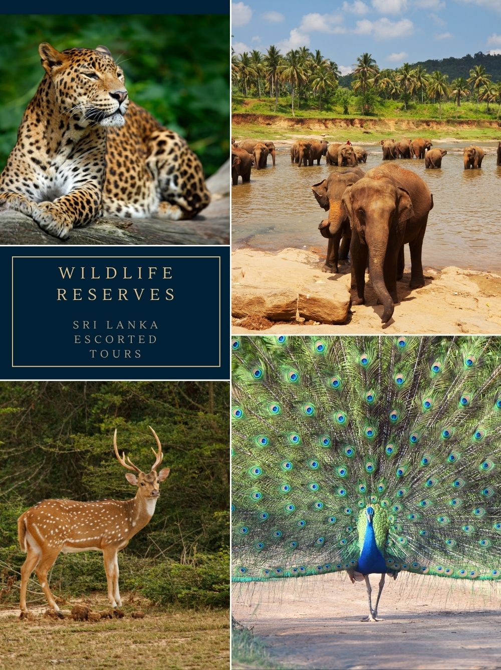 Sri Lanka Escorted Tours 1